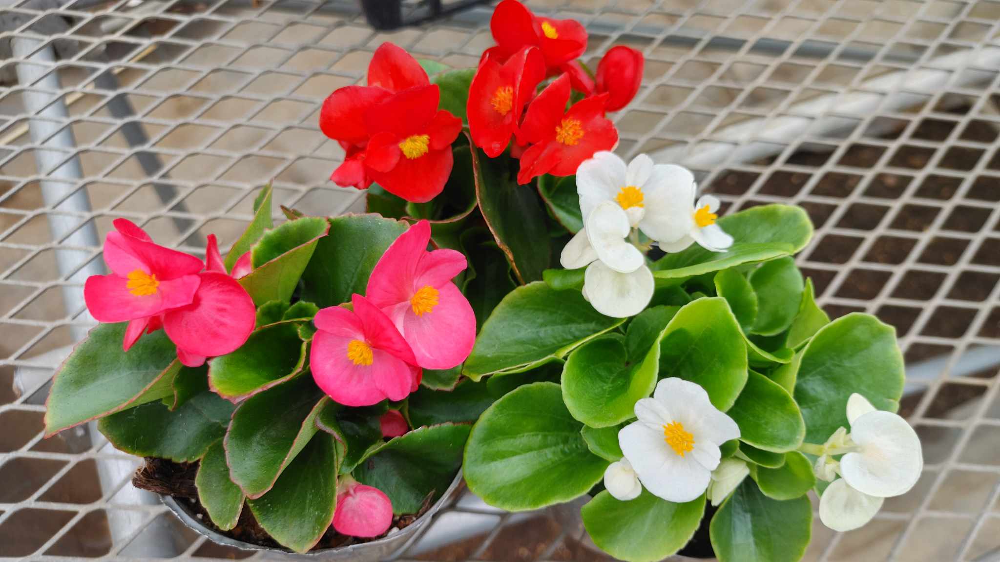 ベゴニア 東京のエディブルフラワー販売の品種紹介