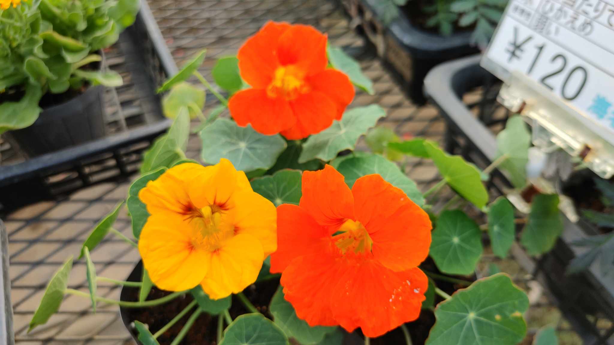 ナスタチウム 東京のエディブルフラワー販売の品種紹介