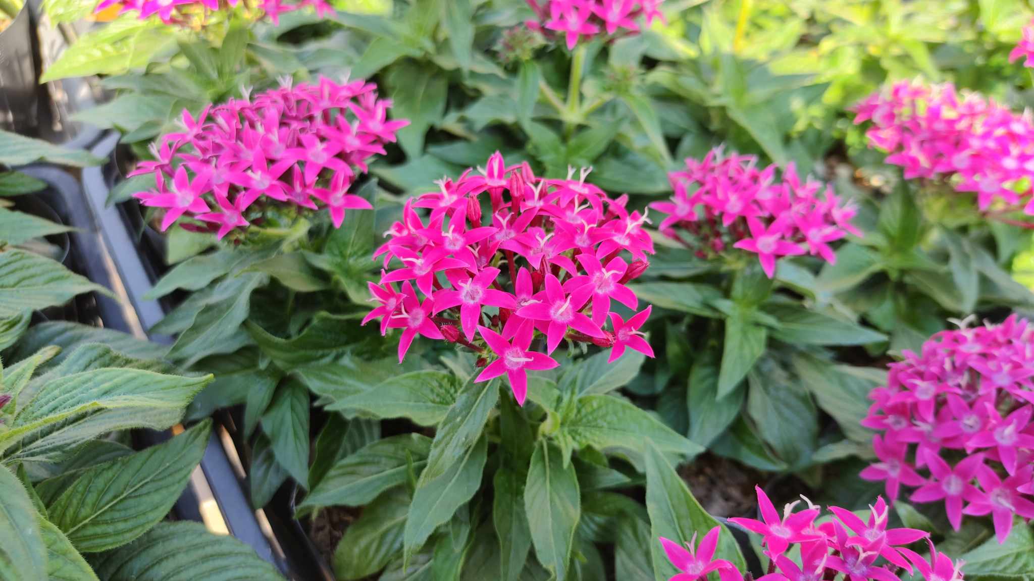 ペンタス 東京のエディブルフラワー販売の品種紹介