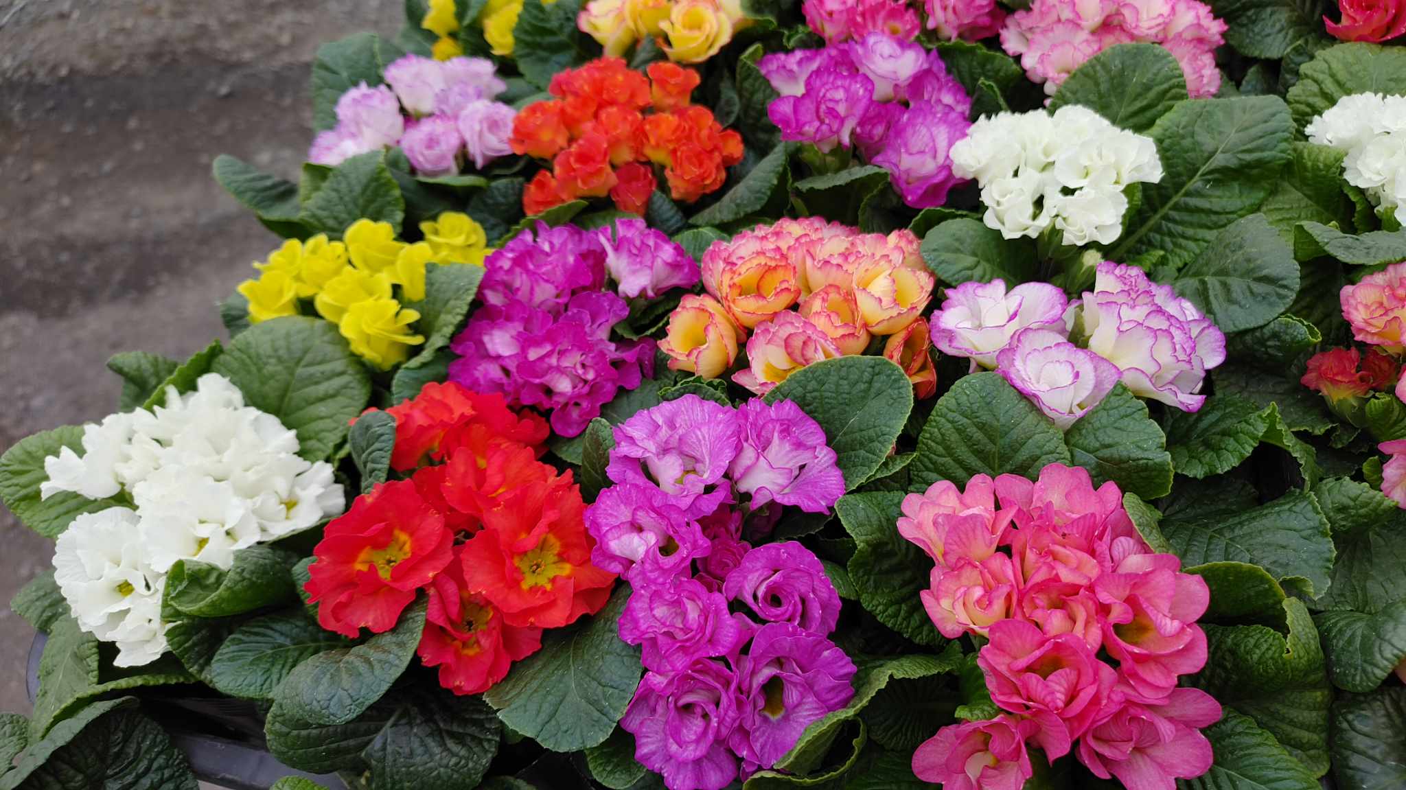 プリムラジュリアン 東京のエディブルフラワー販売の品種紹介