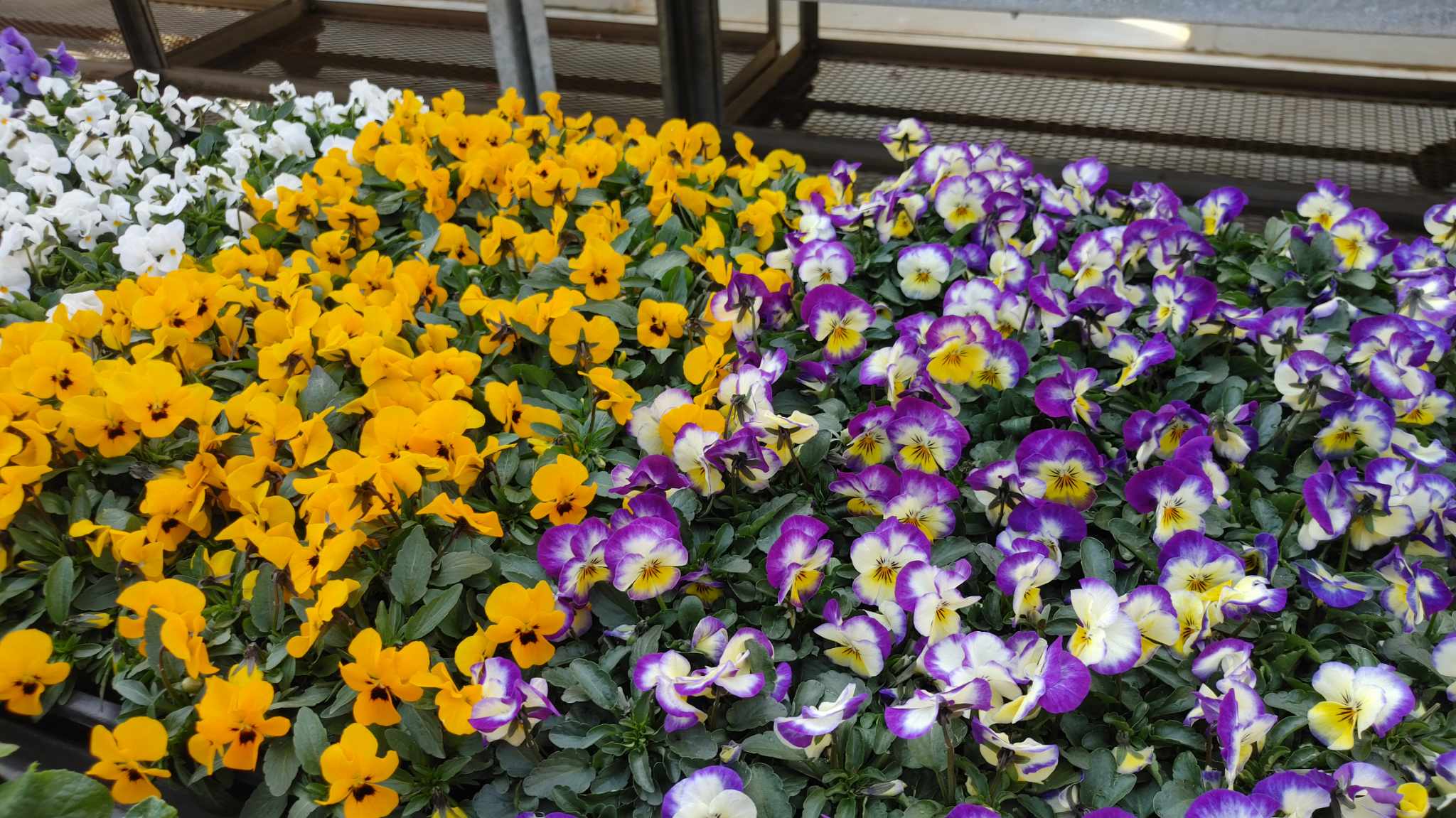 ビオラ 東京のエディブルフラワー販売の品種紹介